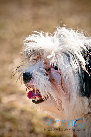Richardson Pet Day 2010-183