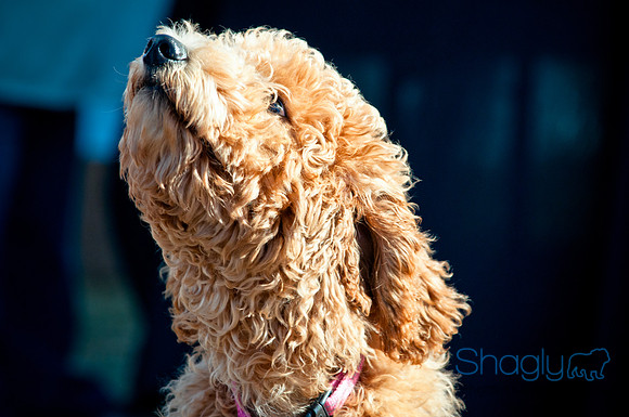 Richardson Pet Day 2010-27