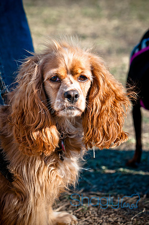 Richardson Pet Day 2010-213