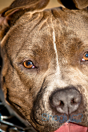 Richardson Pet Day 2010-175