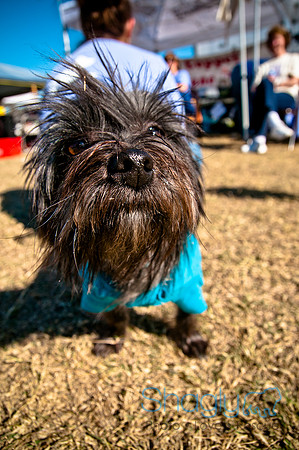 Richardson Pet Day 2010-156