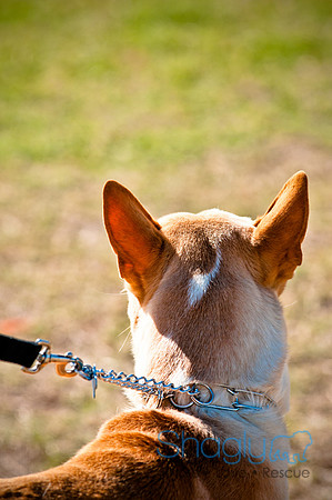 Richardson Pet Day 2010-53