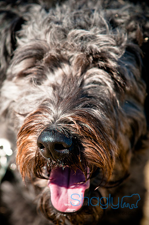 Richardson Pet Day 2010-88