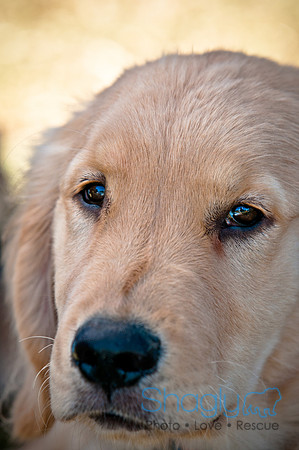 Richardson Pet Day 2010-111
