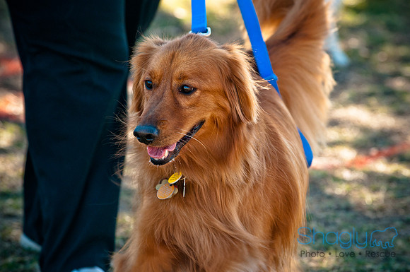 Richardson Pet Day 2010-47