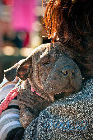 Richardson Pet Day 2010-38
