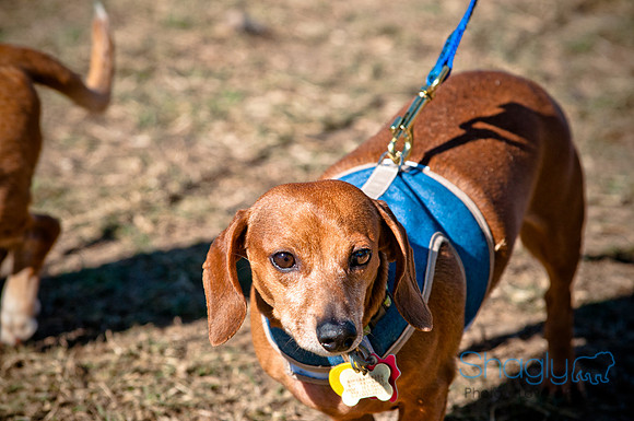 Richardson Pet Day 2010-45