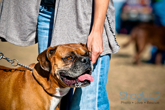 Richardson Pet Day 2010-206