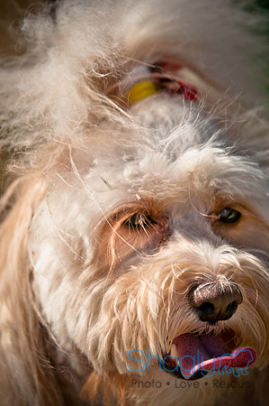 Richardson Pet Day 2010-84