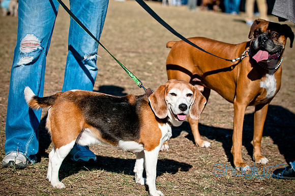 Richardson Pet Day 2010-207
