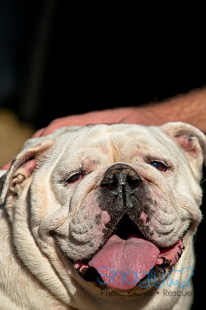 Richardson Pet Day 2010-126