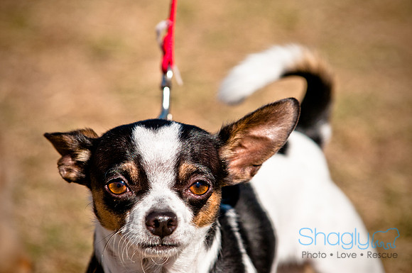 Richardson Pet Day 2010-60