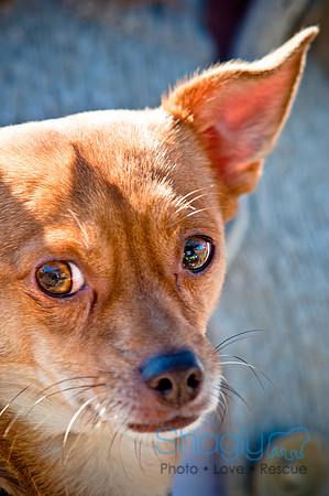 Richardson Pet Day 2010-52
