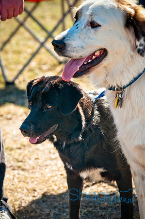 Richardson Pet Day 2010-35