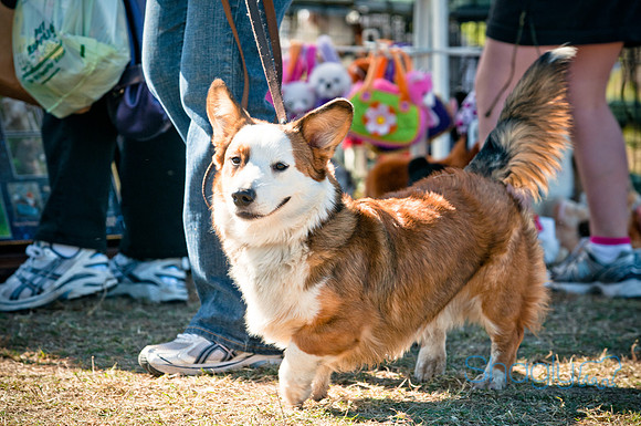 Richardson Pet Day 2010-79