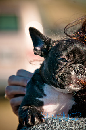 Richardson Pet Day 2010-220