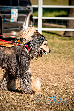 Richardson Pet Day 2010-226