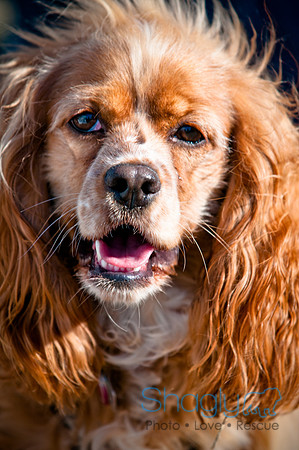 Richardson Pet Day 2010-212