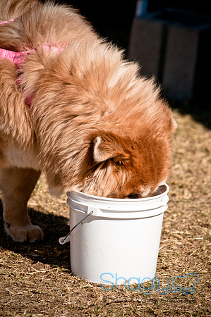 Richardson Pet Day 2010-124