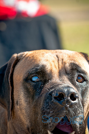 Richardson Pet Day 2010-137