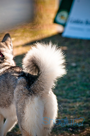 Richardson Pet Day 2010-57