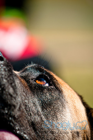 Richardson Pet Day 2010-135
