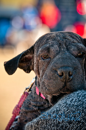 Richardson Pet Day 2010-41