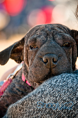Richardson Pet Day 2010-42