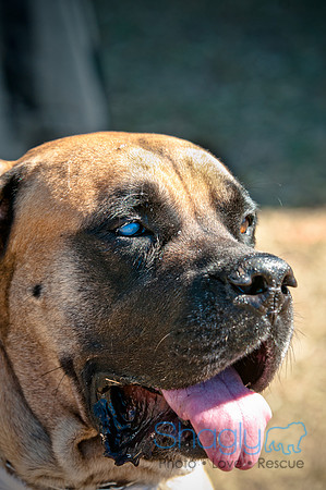 Richardson Pet Day 2010-131