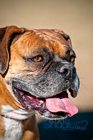 Richardson Pet Day 2010-201