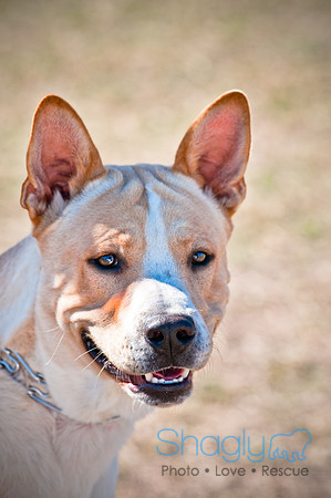 Richardson Pet Day 2010-54