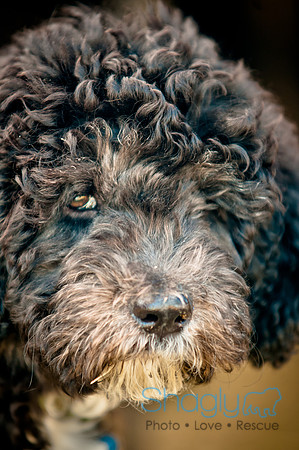 Richardson Pet Day 2010-112