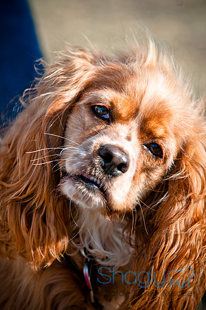 Richardson Pet Day 2010-216