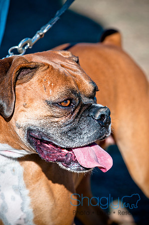 Richardson Pet Day 2010-200