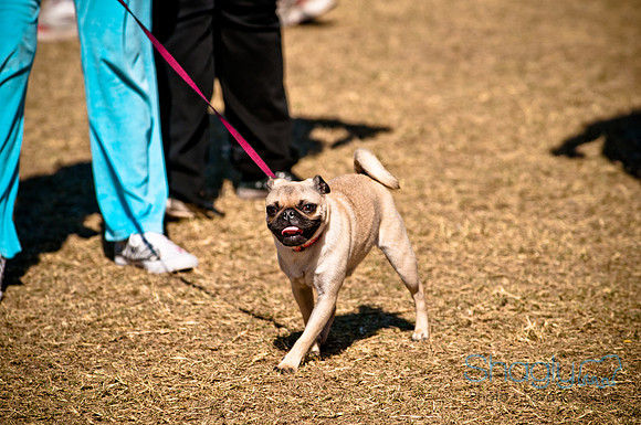 Richardson Pet Day 2010-138