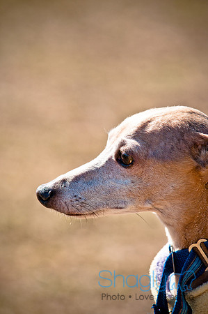Richardson Pet Day 2010-58