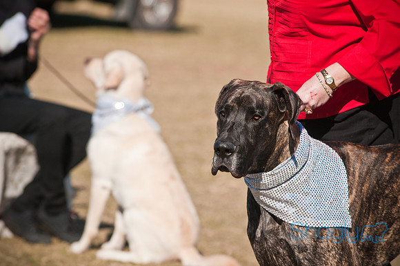 Richardson Pet Day 2010-16