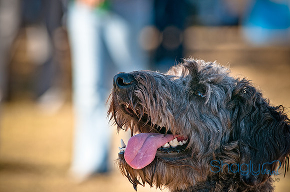 Richardson Pet Day 2010-91