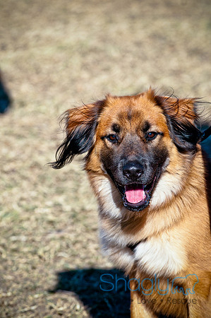 Richardson Pet Day 2010-3