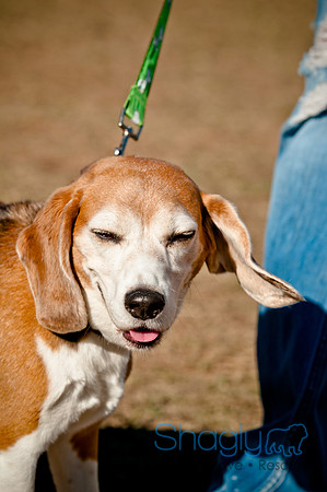 Richardson Pet Day 2010-203