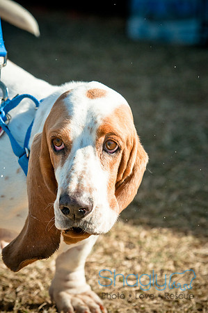 Richardson Pet Day 2010-7