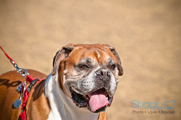 Richardson Pet Day 2010-120