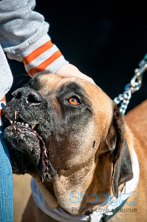 Richardson Pet Day 2010-103