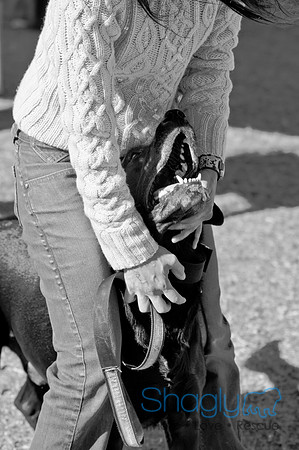 Richardson Pet Day 2010-196