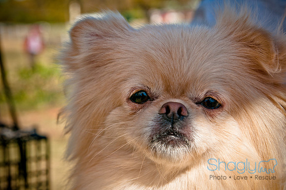 Richardson Pet Day 2010-159