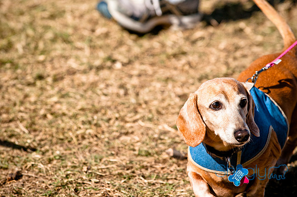 Richardson Pet Day 2010-44