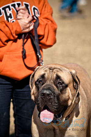 Richardson Pet Day 2010-142