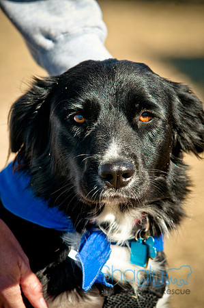Richardson Pet Day 2010-33