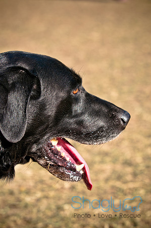 Richardson Pet Day 2010-194