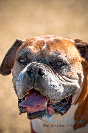 Richardson Pet Day 2010-117